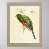 Narina Trogon Poster (Voorkant)