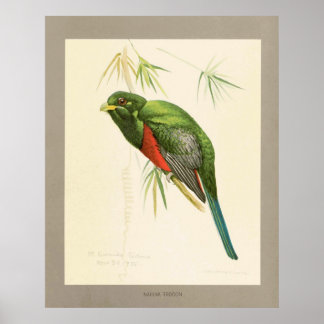 Narina Trogon Poster