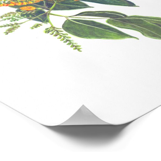 Narra (Pterocarpus indicus) Ph Forest Blooms Poster (Hoek)