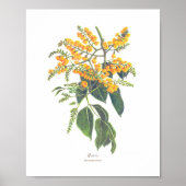 Narra (Pterocarpus indicus) Ph Forest Blooms Poster (Voorkant)