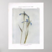 Narrow Blue Flag; Poison Flagroot Poster (Voorkant)