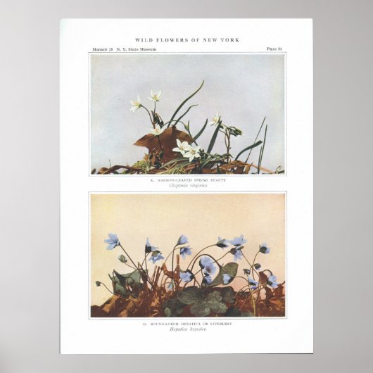 Narrow-Leaved Spring Beauty - Claytonia virginica Poster (Voorkant)