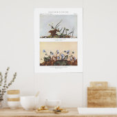 Narrow-Leaved Spring Beauty - Claytonia virginica Poster (Keuken)