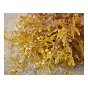 Narrowleaf Sargasso zeewier algen op zandstrand Foto Afdruk