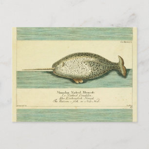 Narwhal Antiek walvis Waterverf Scientific Art Briefkaart