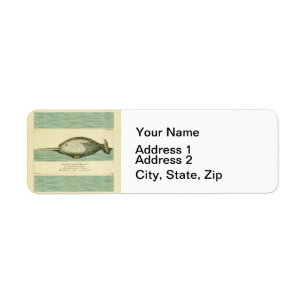 Narwhal Antiek walvis Waterverf Scientific Art Etiket