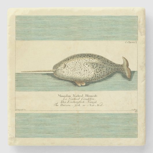 Narwhal Antiek walvis Waterverf Scientific Art Stenen Onderzetter (Voorkant)