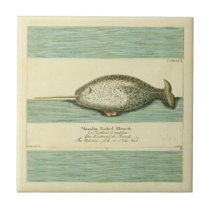 Narwhal Antiek walvis Waterverf Scientific Art Tegeltje