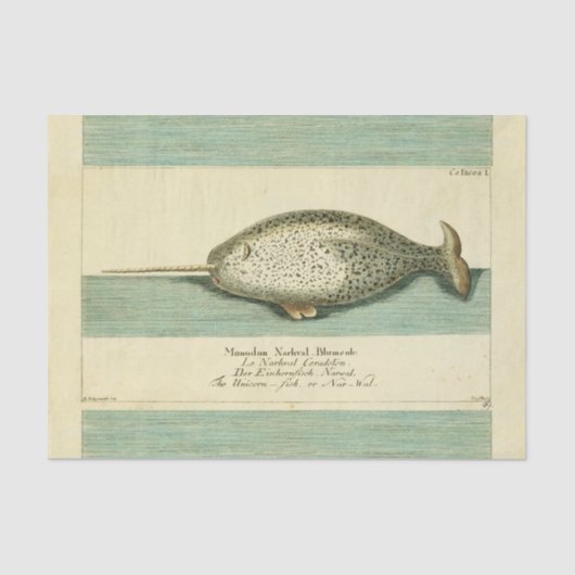 Narwhal Antiek walvis Waterverf Scientific Art Tissuepapier (Voorkant)
