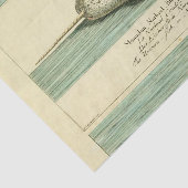 Narwhal Antiek walvis Waterverf Scientific Art Tissuepapier (Detail)