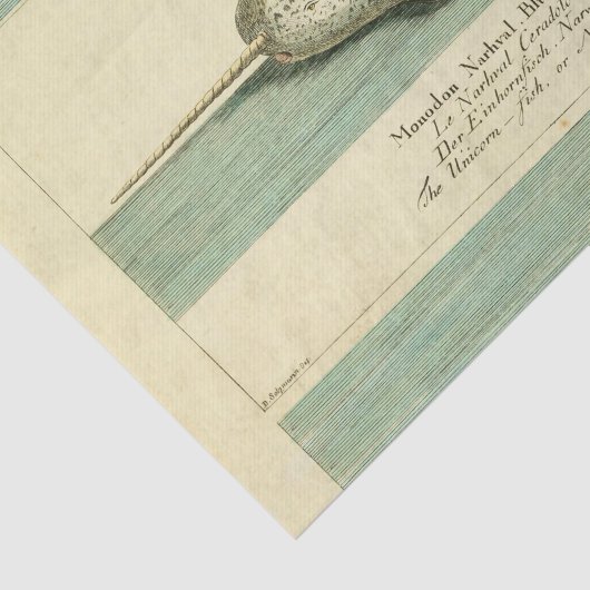 Narwhal Antiek walvis Waterverf Scientific Art Tissuepapier (Detail)