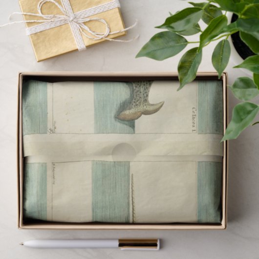 Narwhal Antiek walvis Waterverf Scientific Art Tissuepapier (Geschenk)