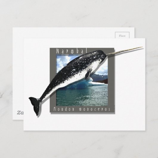 Narwhal Briefkaart (Voorkant / Achterkant)