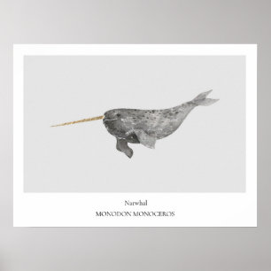 Narwhal Natuurhistorisch Poster