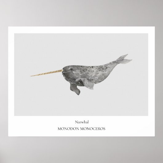 Narwhal Natuurhistorisch Poster (Voorkant)