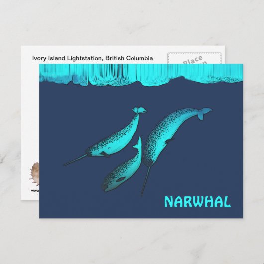 Narwhal onder het ijs briefkaart (Voorkant / Achterkant)