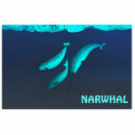 Narwhal onder het ijs fotobeeldje magneet<br><div class="desc">Met drie narwhals, Monodon monoceros, zwemmen onder het Arctische ijs. Voeg je eigen tekst toe. Het verhaal houdt verband met de Beluga-walvis en leeft in het noordpoolgebied. Zij worden voornamelijk aangetroffen in de wateren van Groenland en Canada, zelden ten zuiden van 65° noorderbreedte. De vrouwen wegen tot 1, 600 kg...</div>