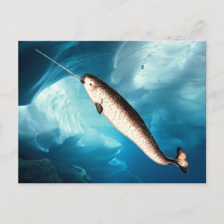 Narwhal Postcards Briefkaart