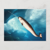 Narwhal Postcards Briefkaart (Voorkant)
