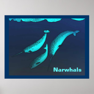 Narwhal Poster