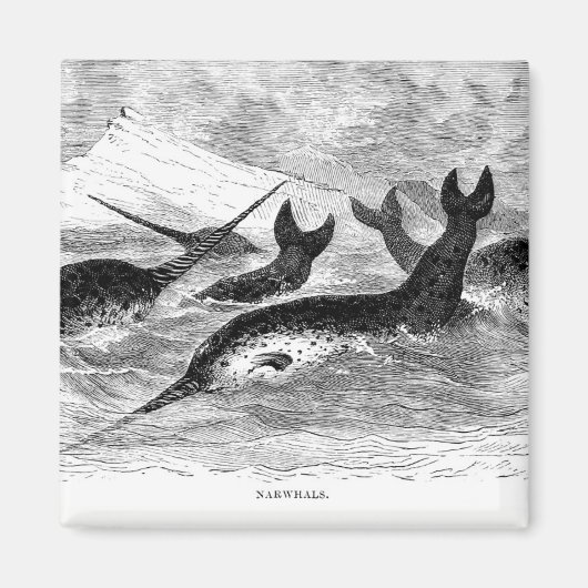 Narwhals Magnet (Voorkant)