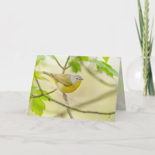 Nashville Warbler Kaart