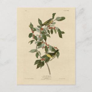Nashville Warbler uit Audubon's Vogels van Amerika Briefkaart