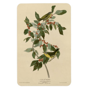 Nashville Warbler uit Audubon's Vogels van Amerika Magneet