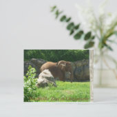 Nashville Zoo Briefkaart (Staand voorkant)