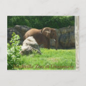 Nashville Zoo Briefkaart (Voorkant)