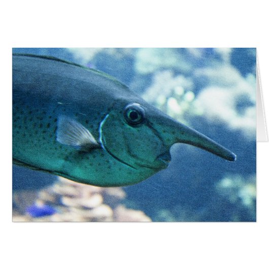 Naso brevirostris (Voorkant Horizontaal)