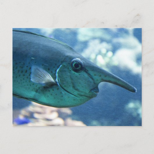 Naso brevirostris briefkaart (Voorkant)