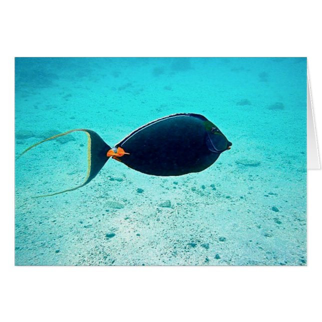 Naso Tang (Voorkant Horizontaal)