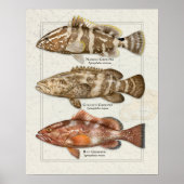 Nassau, Goliath en Red Grouper Poster (Voorkant)