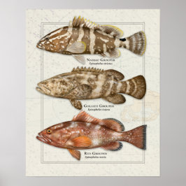 Nassau, Goliath en Red Grouper Poster
