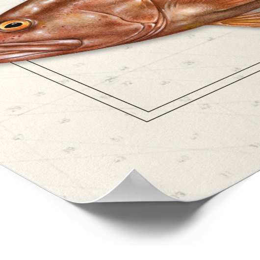 Nassau, Goliath en Red Grouper Poster (Hoek)