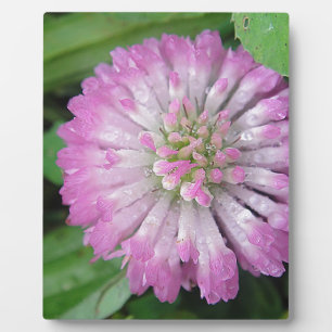 Nasse rosa Kleeblüte Fotoplaat