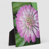 Nasse rosa Kleeblüte Fotoplaat (Zijkant)