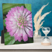 Nasse rosa Kleeblüte Fotoplaat (Zijkant)