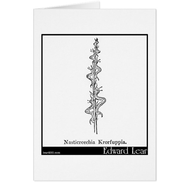 Nasticreechia Krorluppia (Voorkant)