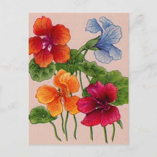 nasturië briefkaart (Voorkant)