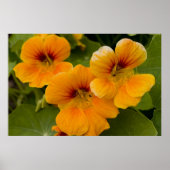 Nasturticum Poster (Voorkant)