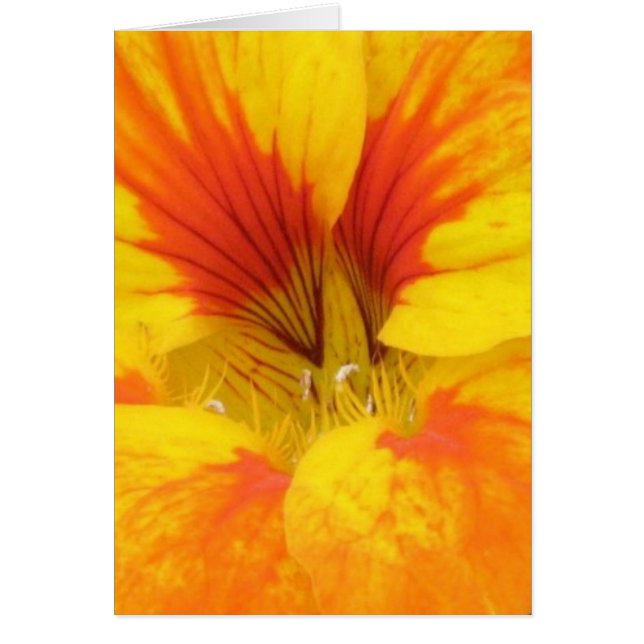 Nasturtium (Voorkant)