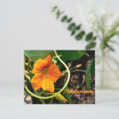 Nasturtium Bloem Fotografisch Botanisch Briefkaart (Staand voorkant)
