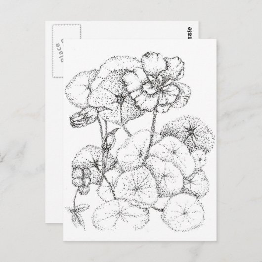 Nasturtium Bloemen Pen en Inkt Tekening Art Briefkaart (Voorkant / Achterkant)