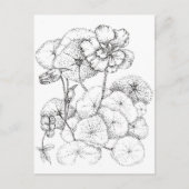 Nasturtium Bloemen Pen en Inkt Tekening Art Briefkaart (Voorkant)