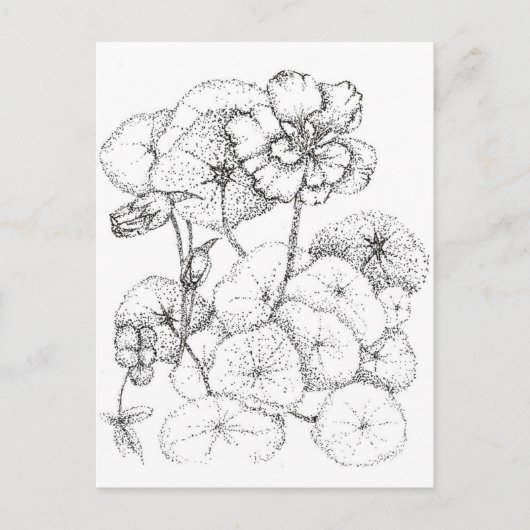 Nasturtium Bloemen Pen en Inkt Tekening Art Briefkaart (Voorkant)