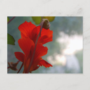 Nasturtium Blooms Briefkaart