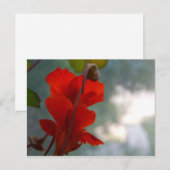 Nasturtium Blooms Briefkaart (Voorkant / Achterkant)