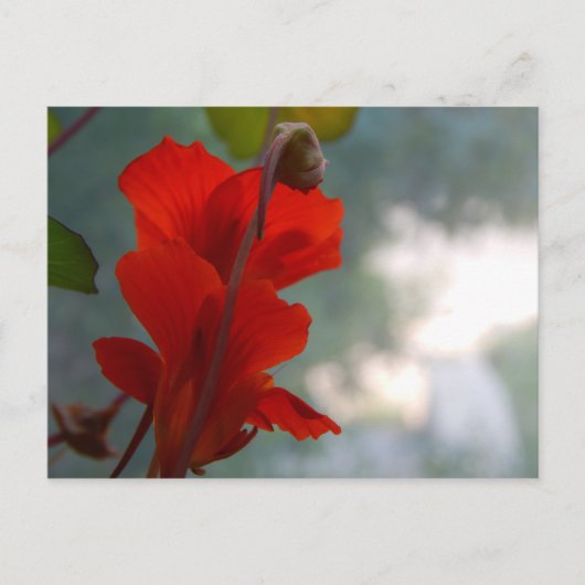 Nasturtium Blooms Briefkaart (Voorkant)